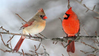Thumbnail for Cardinal Pair Diamond Painting Kit - DIY