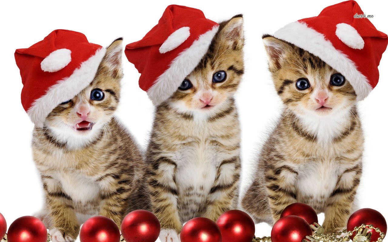 Christmas Cat Diamond Painting Kit - DIY