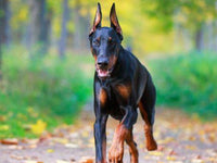 Thumbnail for Doberman Pinscher Cross Diamond Painting Kit - DIY