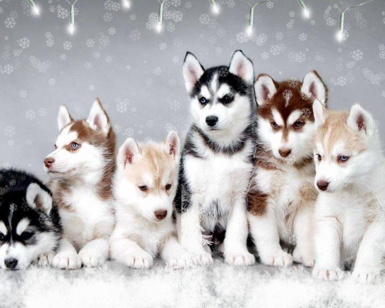 Husky Dogs Diamond Painting Kit - DIY