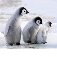 Thumbnail for Three Lovely Penguins Diamond Painting Kit - DIY