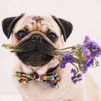 Thumbnail for Pug Flowers Diamond Painting Kit - DIY