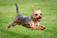 Thumbnail for Yorkie Fly Diamond Painting Kit - DIY