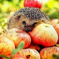 Thumbnail for Apple Hedgehog Diamond Painting Kit - DIY