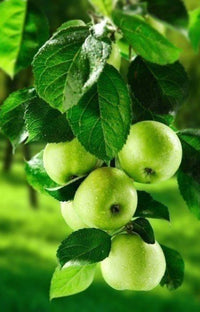 Thumbnail for Fruits Apples Diamond Painting Kit - DIY