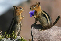 Thumbnail for Chipmunk Love Diamond Painting Kit - DIY