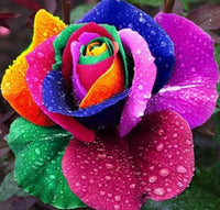 Thumbnail for Rainbow Rose Diamond Painting Kit - DIY