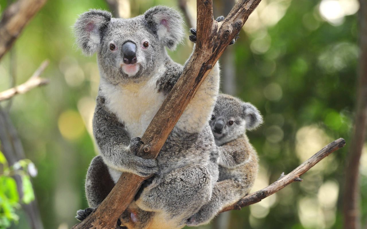 Koala Mom Diamond Painting Kit - DIY