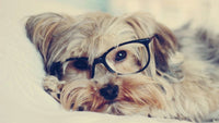 Thumbnail for Yorkie Study Diamond Painting Kit - DIY