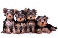 Thumbnail for Yorkshire Terrier Belgisch Diamond Painting Kit - DIY