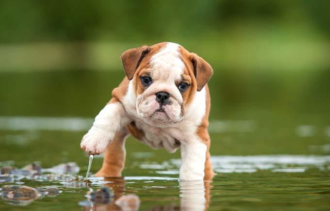Puppies Bulldog Lover Diamond Painting Kit - DIY