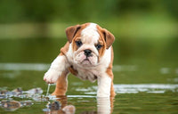 Thumbnail for Puppies Bulldog Lover Diamond Painting Kit - DIY