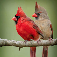 Thumbnail for Cardinal Bird Diamond Painting Kit - DIY