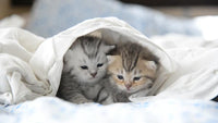 Thumbnail for 5d Cat Diamond Painting Kit - Premium-1