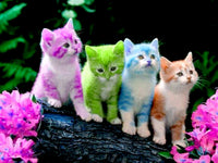 Thumbnail for 5d Cat Diamond Painting Kit Premium-43