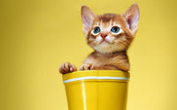 Thumbnail for 5d Cat Diamond Painting Kit Premium-45