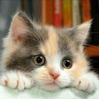 Thumbnail for 5d Cat Diamond Painting Kit Premium-5