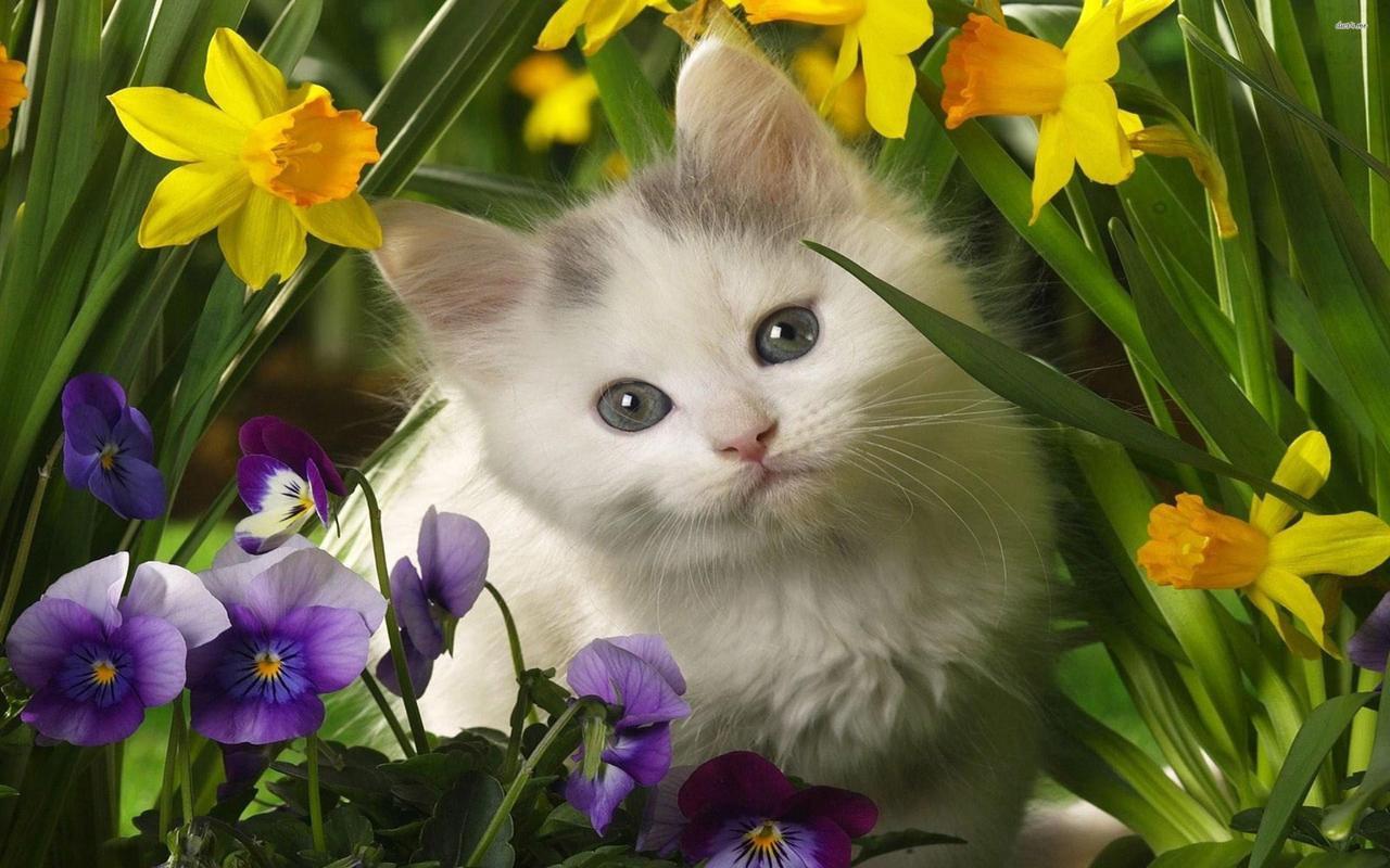 5d Cat Diamond Painting Kit Premium-83