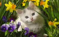 Thumbnail for 5d Cat Diamond Painting Kit Premium-83