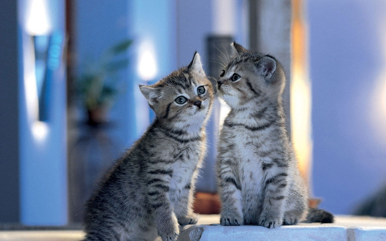 5d Cat Diamond Painting Kit Premium-87