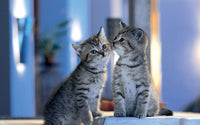 Thumbnail for 5d Cat Diamond Painting Kit Premium-87