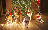 Thumbnail for Christmas Diamond Painting Kit - DIY Christmas-10