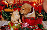 Thumbnail for Christmas Diamond Painting Kit 5D - DIY Season 2-82
