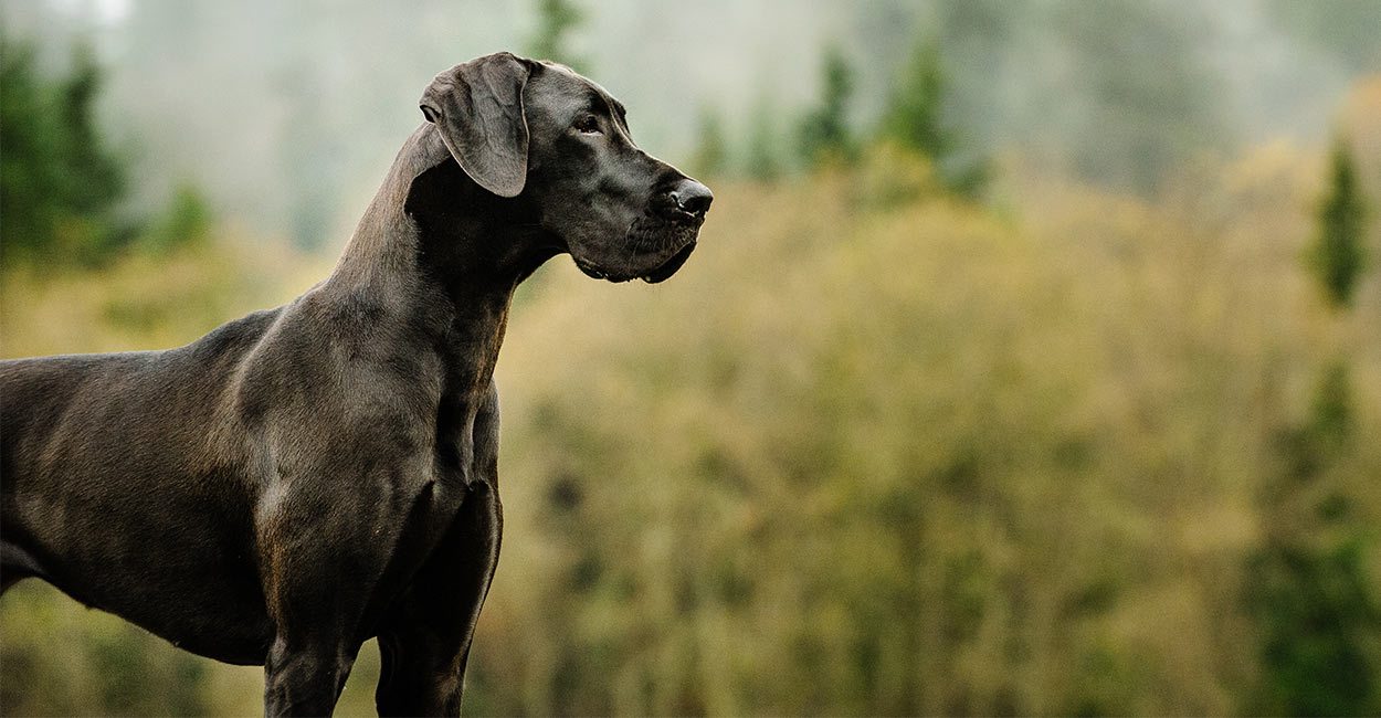 Great Dane See Diamond Painting Kit - DIY
