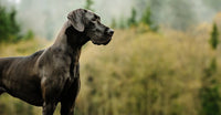 Thumbnail for Great Dane See Diamond Painting Kit - DIY