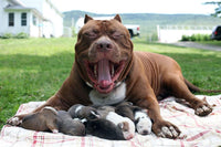 Thumbnail for Pitbull Mom Diamond Painting Kit - DIY