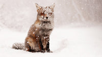 Thumbnail for Fox In The Snow Diamond Painting Kit - DIY