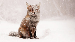 Fox In The Snow Diamond Painting Kit - DIY