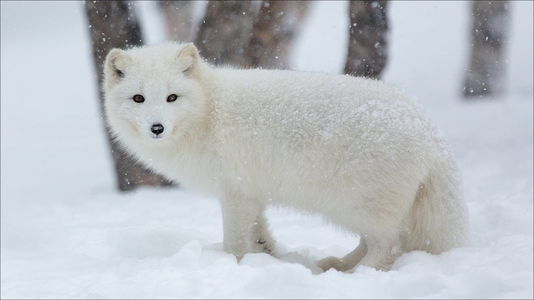 Fox White In The Snow Diamond Painting Kit - DIY