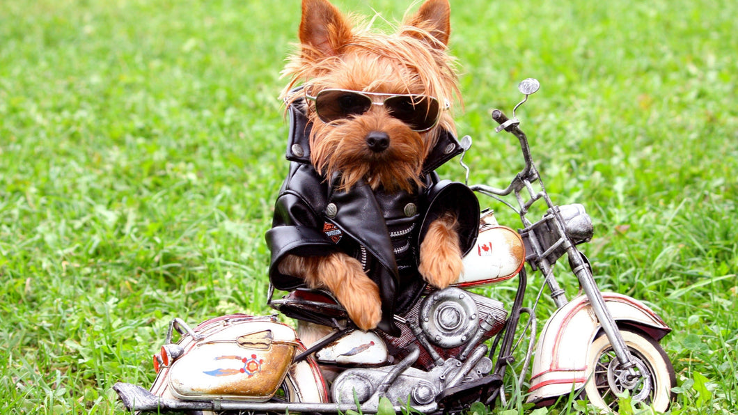 Yorkie Motorized Diamond Painting Kit - DIY