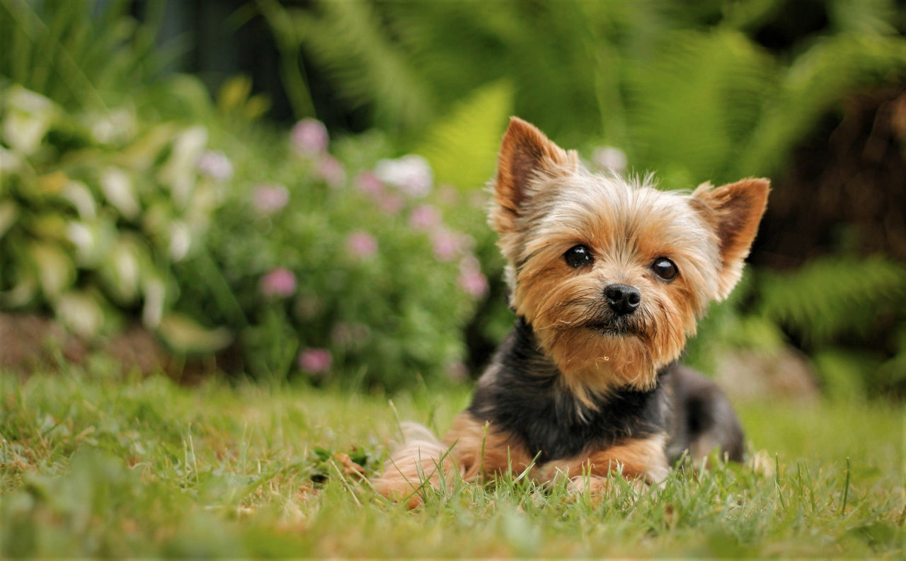 Yorkie Cute Diamond Painting Kit - DIY