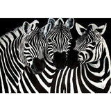 Animal Zebra Diamond Painting Kit - DIY