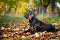 Thumbnail for Doberman Park Diamond Painting Kit - DIY