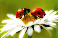 Thumbnail for Cute Ladybugs Diamond Painting Kit - DIY