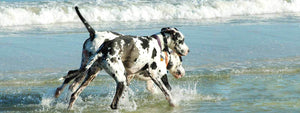 Great Dane Beach Diamond Painting Kit - DIY