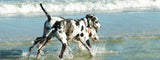 Great Dane Beach Diamond Painting Kit - DIY