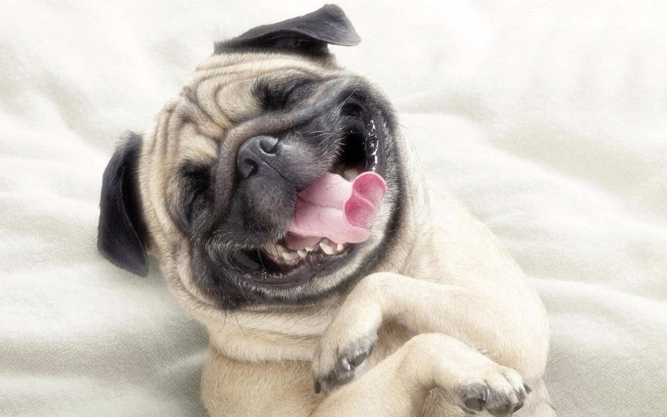 Dog Funny Diamond Painting Kit - DIY