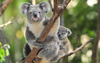 Thumbnail for Koala Mom Diamond Painting Kit - DIY