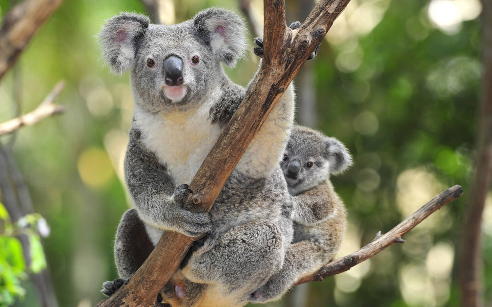 Koala Mom Diamond Painting Kit - DIY