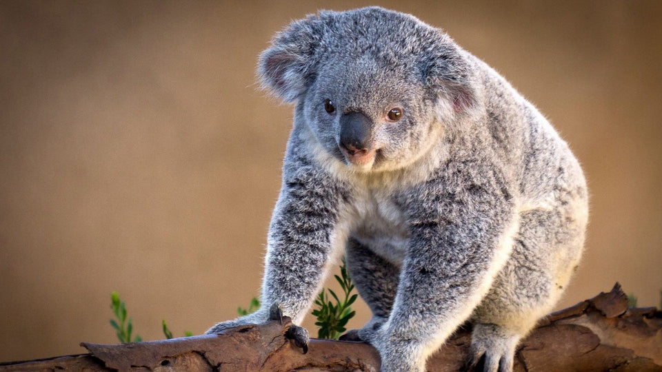 Koala In The Tree Diamond Painting Kit - DIY