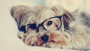 Yorkie Study Diamond Painting Kit - DIY