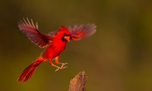 Cardinal In Flight Diamond Painting Kit - DIY