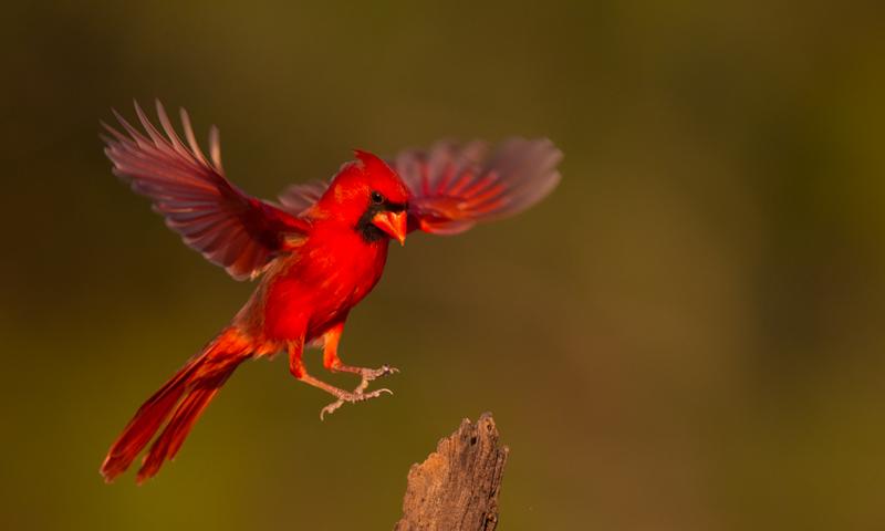 Cardinal In Flight Diamond Painting Kit - DIY