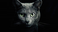 Thumbnail for 5d Cat Diamond Painting Kit Premium-81