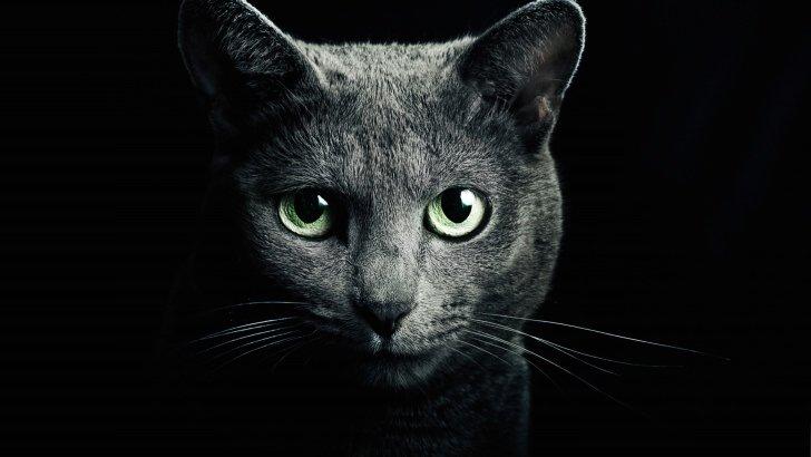 5d Cat Diamond Painting Kit Premium-81