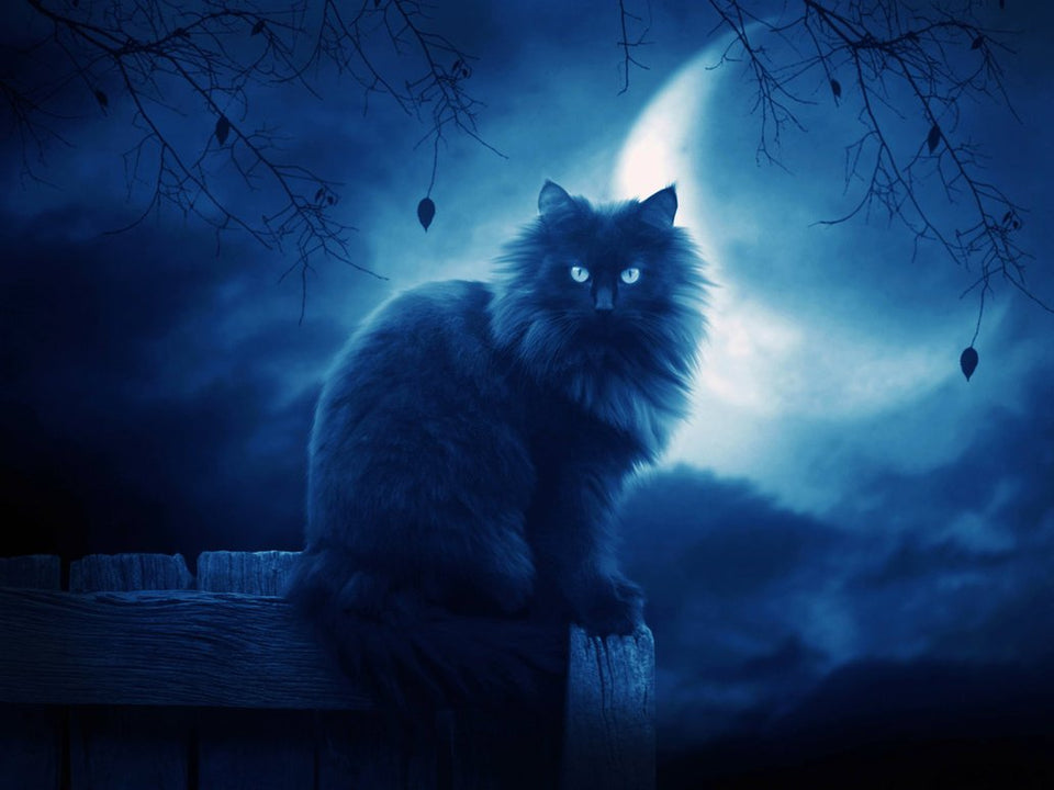 5d Cat Diamond Painting Kit Premium-84
